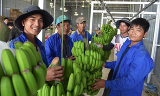 Người dân Đạ K’Nàng đổi đời nhờ chuối tiến vua