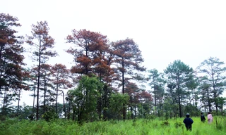 Rừng do Công ty Hà Phong quản lý lại bị đầu độc, Công an vào cuộc điều tra