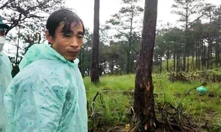 Vụ phá rừng phòng hộ lớn nhất Đà Lạt: Bắt nhóm đối tượng chủ mưu