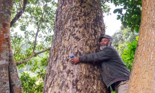Già làng K’Ho 25 năm canh giữ rừng Yàng