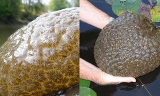 Phát hiện sinh vật lạ từng tồn tại cách đây 470 triệu năm