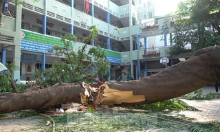 Phượng vỹ nguy hiểm dễ gãy, đổ nhánh: Sao còn trồng trong sân trường?