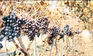 Cả khu vực trồng nho bị khô héo sau vụ rò rỉ hóa chất độc hại ở thành phố Gumi