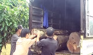 Thu giữ hơn 150 lóng gỗ bị lâm tặc đốn hạ