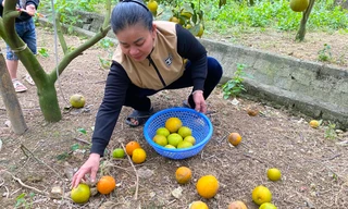Cam 'tiến Vua' rụng hàng loạt, chủ vườn không dám nhận cọc của khách mua