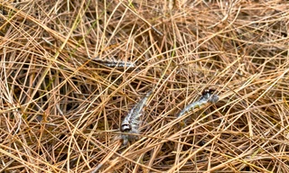 Sâu róm xuất hiện dày đặc 400 con/cây, hàng trăm ha rừng thông ở Nghệ An bị tàn phá