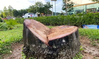 Chặt bỏ hàng trăm cây cau vua trên tuyến đường đẹp nhất TP. Vinh