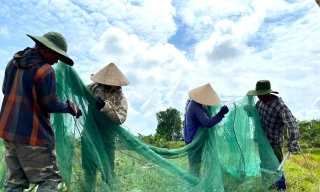 Ra đồng giăng 'thiên la địa võng' bắt châu chấu kiếm tiền triệu mỗi ngày