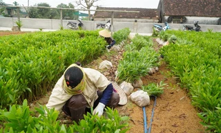 Giúp người dân thoát nghèo, vươn lên làm giàu từ những vườn ươm cây giống