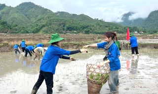 Sinh viên tình nguyện xuống đồng cấy lúa giúp nhiều hộ gia đình khó khăn