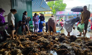 Cả trăm người đến hỗ trợ, 'giải cứu' chủ trang trại có 9.000 con gà chết ngạt