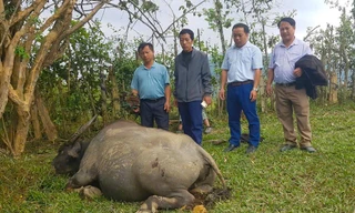 Trâu bò của người dân ở xã miền núi chết bất thường hàng loạt