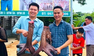 Cặp nhung nai hiếm có nặng gần 12kg hình mào gà vừa được 'chốt đơn'