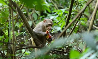 11 cá thể khỉ quý hiếm được thả về Khu bảo tồn thiên nhiên Pù Huống