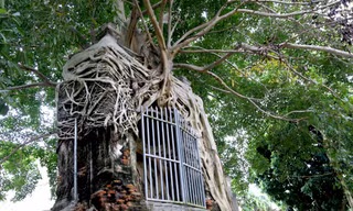 Tận thấy cổng phủ trăm năm tuổi được cây đa cổ thụ 'bao bọc' ở ngã ba sông