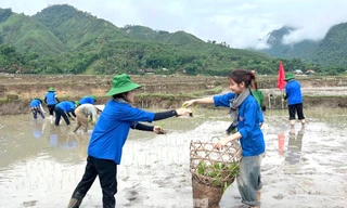 Sinh viên tình nguyện xuống đồng cấy lúa giúp nhiều hộ gia đình khó khăn
