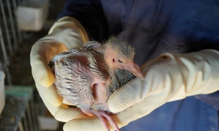 Vươn lên thoát nghèo từ những chú chim bồ câu Titan