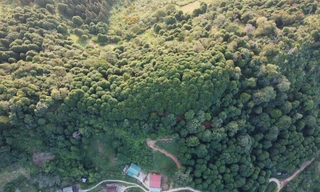 'Người cha' của rừng gỗ quý