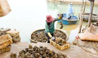 'Bỏ túi' tiền triệu đầu năm nhờ kiếm thức ăn cho tôm hùm 