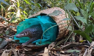 Hàng chục con tê tê, khỉ đuôi dài quý hiếm được thả về vườn quốc gia