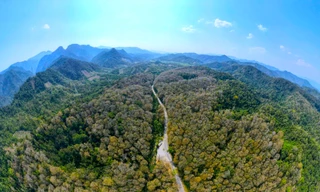 Mê mẩn vẻ đẹp của cánh rừng nguyên sinh mùa thay lá