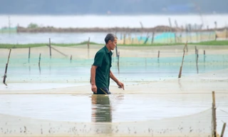 Người dân dựng cọc, chăng lưới chờ vớt 'lộc trời'