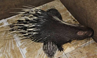 Loài vật đầy gai nhọn giúp người dân phát triển kinh tế, vươn lên thoát nghèo