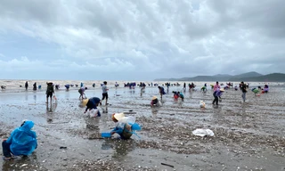 'Lộc biển' dạt trắng bờ, dân ra nhặt từng tải về ăn