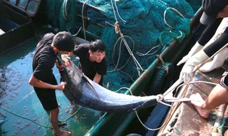 Ngư dân Nghệ An trúng đậm mẻ cá thu, cá kìm trị giá 700 triệu đồng