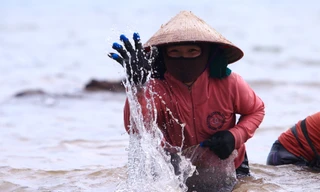 Ngụp lặn với sóng nước, kiếm nửa triệu mỗi ngày từ rong biển