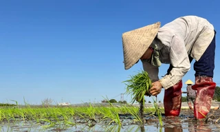 Cận Tết đi 'bán mặt cho đất, bán lưng cho trời' kiếm nửa triệu mỗi ngày