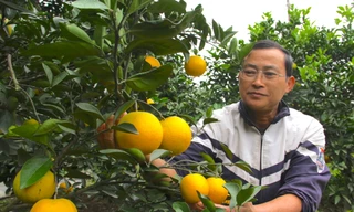 Cam 'tiến vua' 90.000 đồng/quả, vì sao nhà vườn không dám chốt đơn?