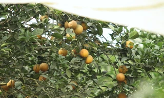 Nông dân bỏ ra hàng trăm triệu 'mắc màn' cho cam