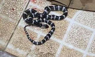 Bé 10 tuổi được cứu sống kỳ diệu khi bị rắn cực độc cắn