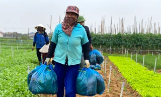 Nông dân ở vựa rau lớn nhất Nghệ An 'trúng đậm' vụ Tết