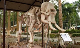 Độc đáo 2 bộ xương voi khổng lồ ở Vườn quốc gia Pù Mát