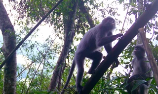 Phát hiện hàng loạt động vật quý hiếm từ bẫy ảnh trong rừng sâu