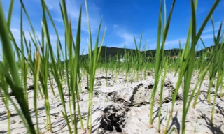 Ruộng đồng ở Nghệ An nứt toác , đất bạc trắng như sa mạc vì hạn