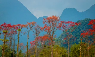 Đẹp nao lòng những chùm hoa gạo đỏ rực vùng quê xứ Nghệ