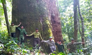 Nghệ An giữ lá phổi xanh của nhân loại