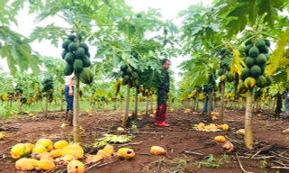 Vụ 'bùng hàng' nghìn tấn đu đủ: Công ty Nafoods chuyển gần 3 tỷ đồng 