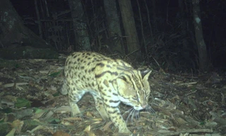 Lần đầu phát hiện loài mèo báo trong sách đỏ tại Khu Dự trữ sinh quyển thế giới