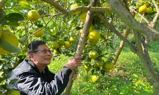 Lão nông xứ Nghệ tiết lộ bí quyết chống rụng cam đặc sản