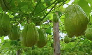 Su su 'rớt giá' thê thảm