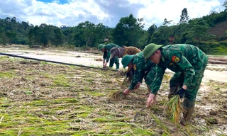 Bộ đội Biên phòng cùng người dân thu hoạch lúa sau lũ quét
