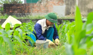 Đầu vụ giá cao gấp 3 bình thường, người dân hối hả thu hoạch 'đặc sản xứ Nghệ'