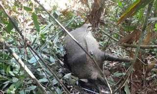 Nguyên nhân vụ hàng loạt lợn rừng chết trong Vườn quốc gia Pù Mát