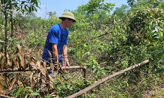 Công an vào cuộc điều tra vụ rừng keo 3000 cây của lão nông nghi bị chặt phá