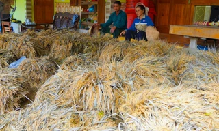 Nhiều ha lúa nảy mầm, nông dân thiệt hại hàng tỷ đồng