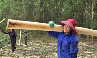 Nhiều phụ nữ gia nhập đội bóc vỏ keo thuê để kiếm tiền